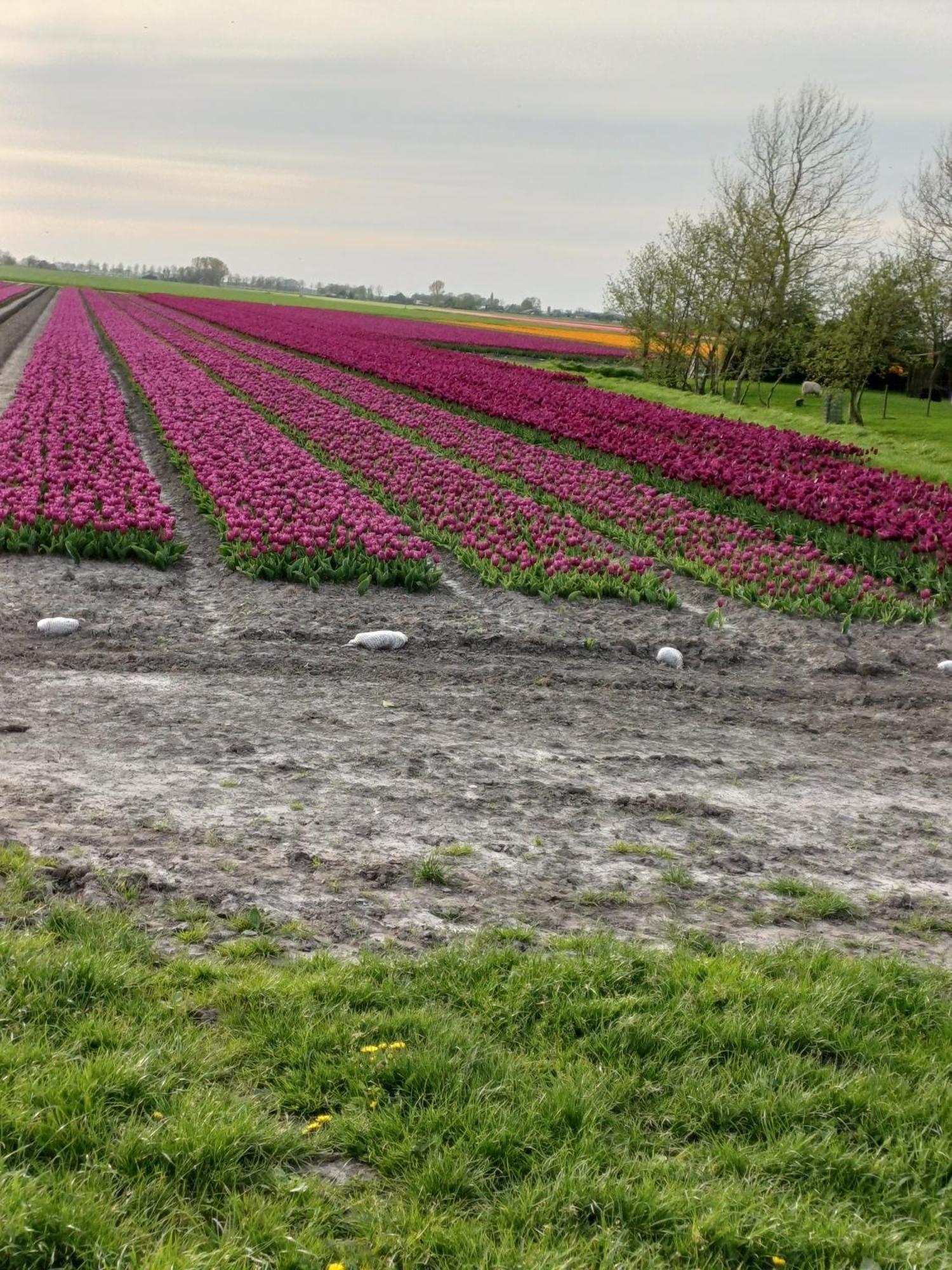Kota Wadway Villa Spanbroek Eksteriør bilde